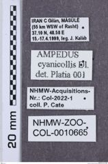 Etikette zu Ampedus cyanicollis (NHMW-ZOO-COL-0010665)